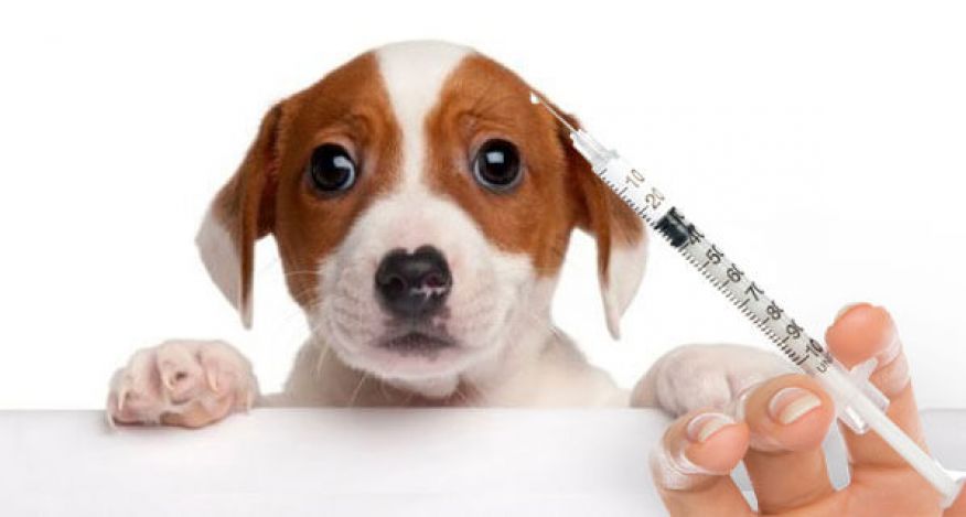 VACINAÇÃO ANTI-RÁBICA E COLOCAÇÃO DE MICRO CHIPS DE CÃES